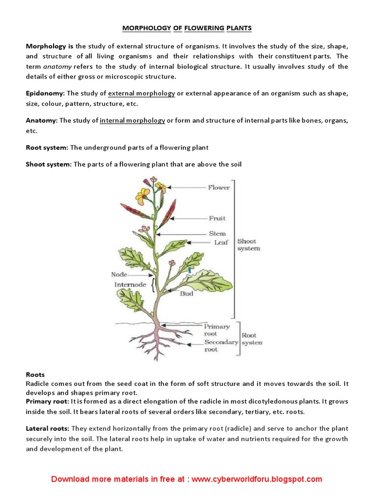 Morphology of Flowering Plants | PDF | Root | Seed