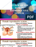 Review of The Human Reproductive System