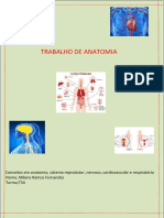 Milena Ramos Trabalho de Anatomia