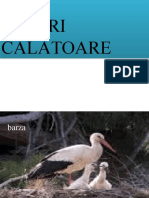 pasari calatoare