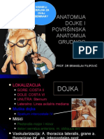 Dojka Thorax