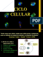 Ciclo Celular e Mitose Didatico