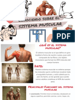 Sistema Muscular