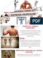 Sistema muscular: funciones, tipos y formas