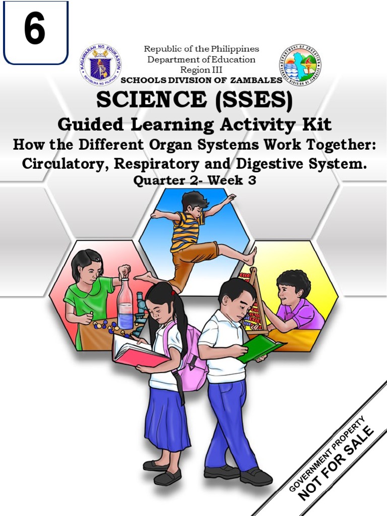 Grade 6 - SSES - Science - Q2 - Wk3 - GLAK | PDF | Human Body ...