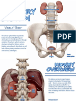 VisibleBody Urinary System