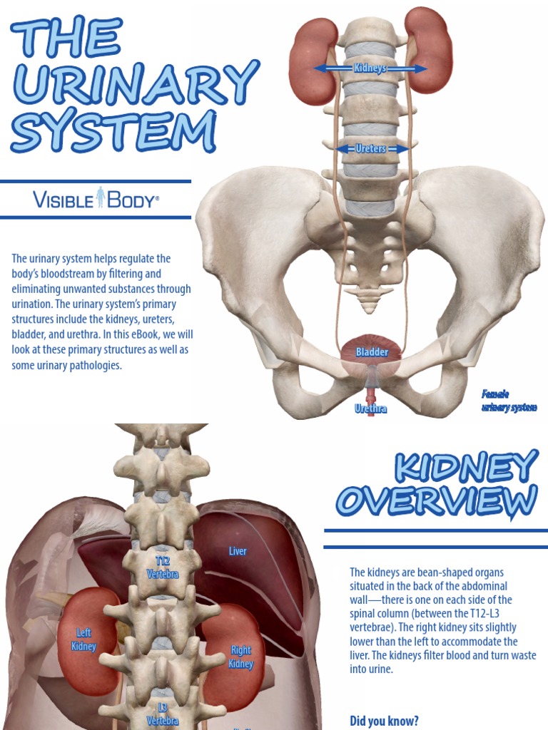 VisibleBody Urinary System | PDF | Kidney | Urinary System
