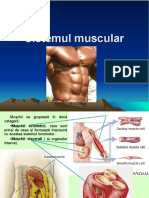 Sistemul Muscular Didactic