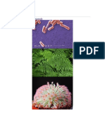 Biología: Ir A La Navegación Ir A La Búsqueda