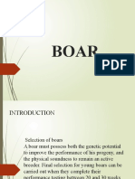 BOAR-WPS Office