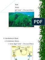 II. Introduction To Plants A. Evolutionary History 1. Green Algal "Roots" - Ulva (Sea Lettuce)