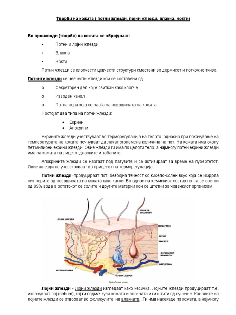 Творби на кожа | PDF