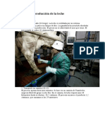 El Proceso de Produccion de La Leche