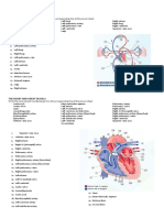 Castro, Almeacor D. - Cardiovascular and Lymphatic Systems Activity 1