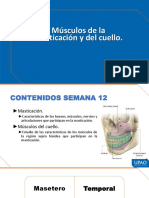 Mehu200 - U3 - S12 - Músculos de La Masticación