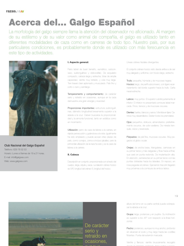 caracter-sticas-del-galgo-espa-ol-pdf-naturaleza