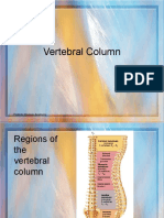 Vertebral Column