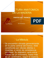 Estructura Anatomica de La Madera