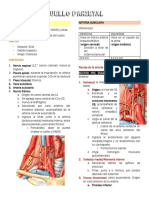 1.2) Cuello Parietal II y Laringe