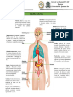 Glandulas Endocrinas Funciones