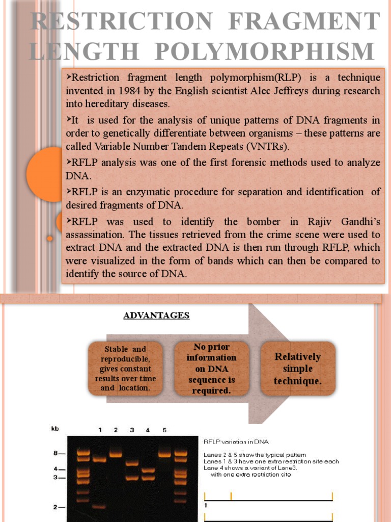 RFLP: Forensic DNA Analysis Technique | PDF