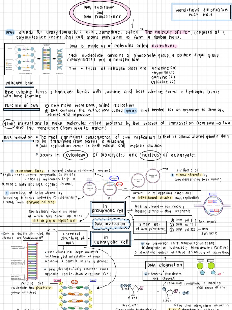 Mindmap Dna | PDF | Dna Replication | Dna