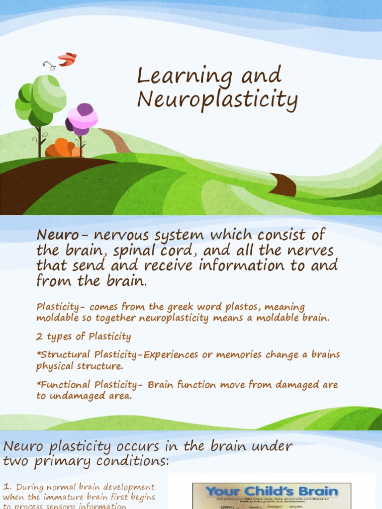 Understanding Neuroplasticity and Learning | PDF | Neuroplasticity | Brain