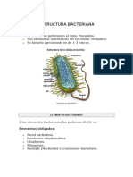 Bacteria Micro