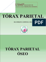 Torax Parietal