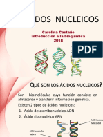 Ácidos nucleicos: ADN y ARN almacenan e informan la herencia genética