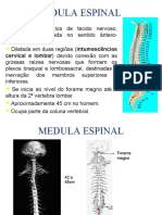 Medula Espinal 2