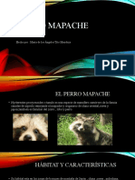 Perro Mapache - Trabajo Final 2