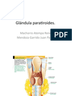 Glándula Paratiroides