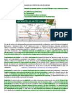 5 Fenología Del Cultivo de Caña de Azúcar