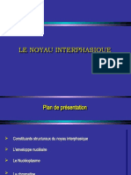 05 - Noyau Interphasique