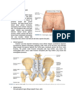 Gluteal and Posterior Thigh Region
