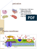 Internal Organization: Eukaryotic Cells Have They Performs Specific Functions For The Cell