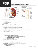 Urinary System