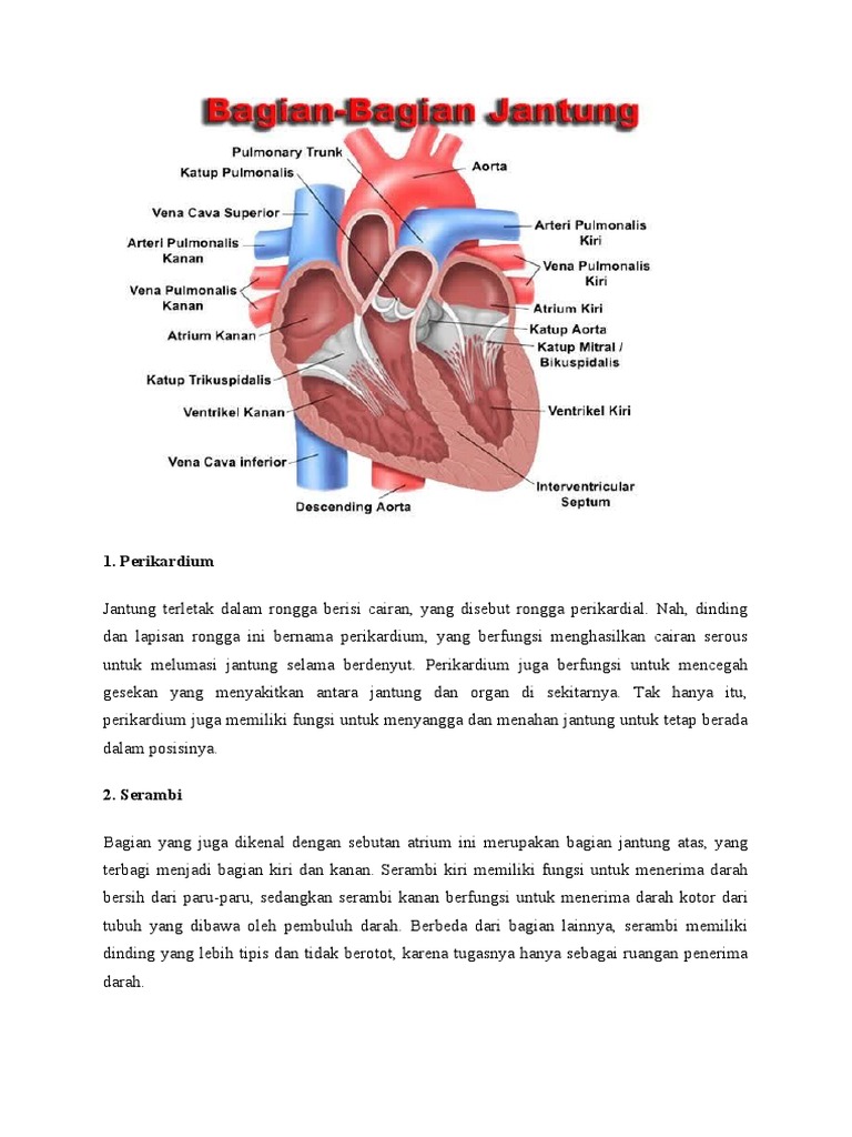 Bagian Bagian Jantung Dan Fungsinya | PDF