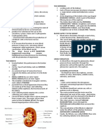 The Nephrons and Urine Formation