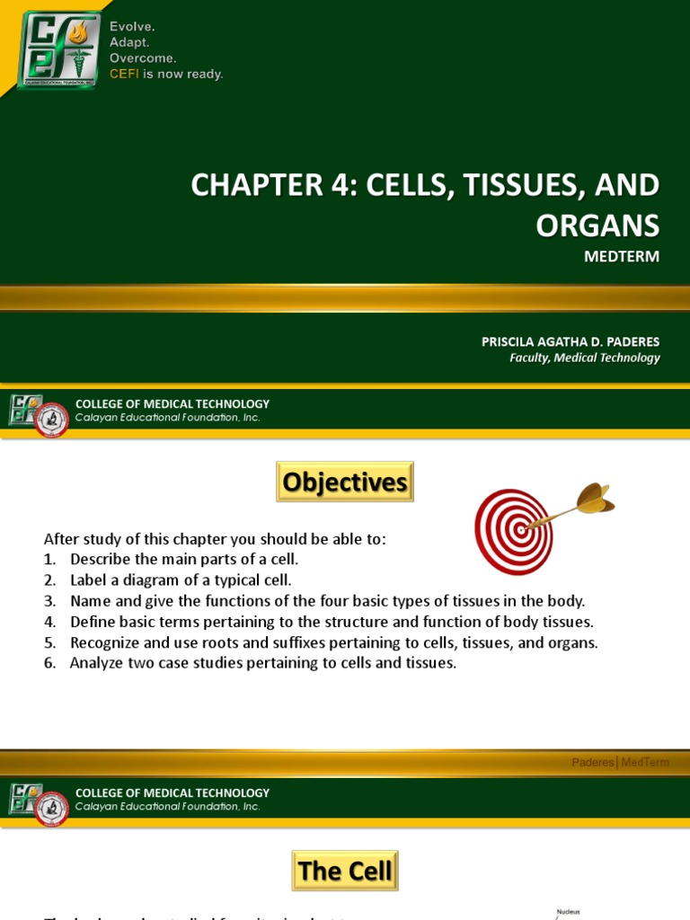 Chapter 4: Cells, Tissues, and Organs: Medterm | PDF | Cell (Biology ...
