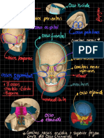 Anatomia - Ossos Da Cabeça