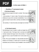 (8) Maxillary 2nd Molar