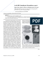 Podridão de Frutos de Jiló Causada Por Phytophthora Capsici