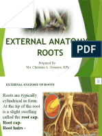 External Anatomy of The Plant Root Vo