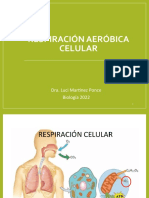 La Respiración Aeróbica y La Mitocondria