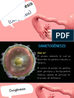 Gametogénesis (Ovogénesis)