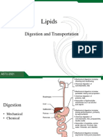 Lipids: Digestion and Transportation