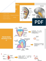 Diapositivas Medicina Embriología