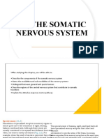 14 - The Somatic Nervous System